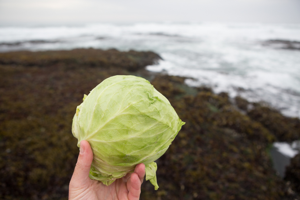 Sea Kraut Seaweed Sauerkraut Recipe | Fermentation Recipes
