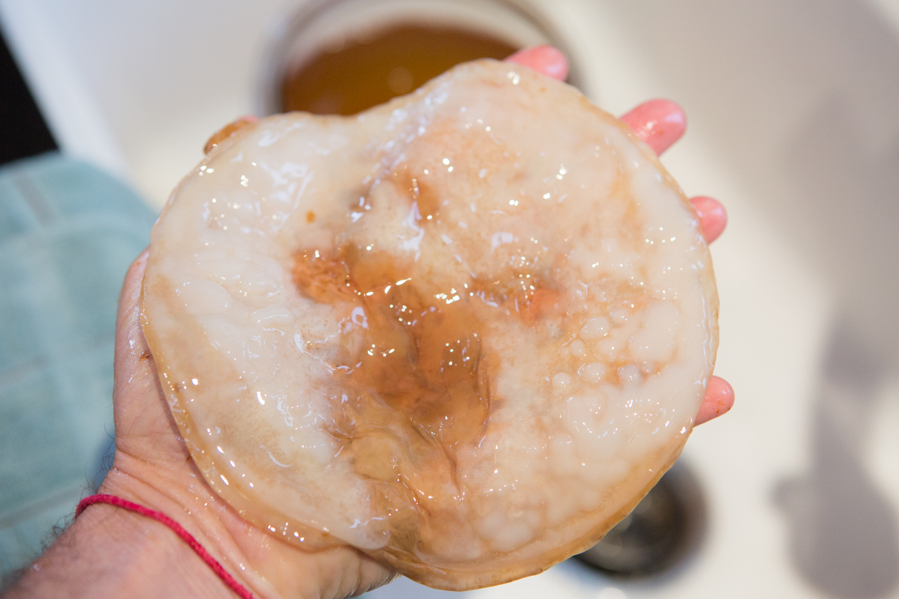 How to Make Your Own Kombucha Culture SCOBY Fermentation Recipe