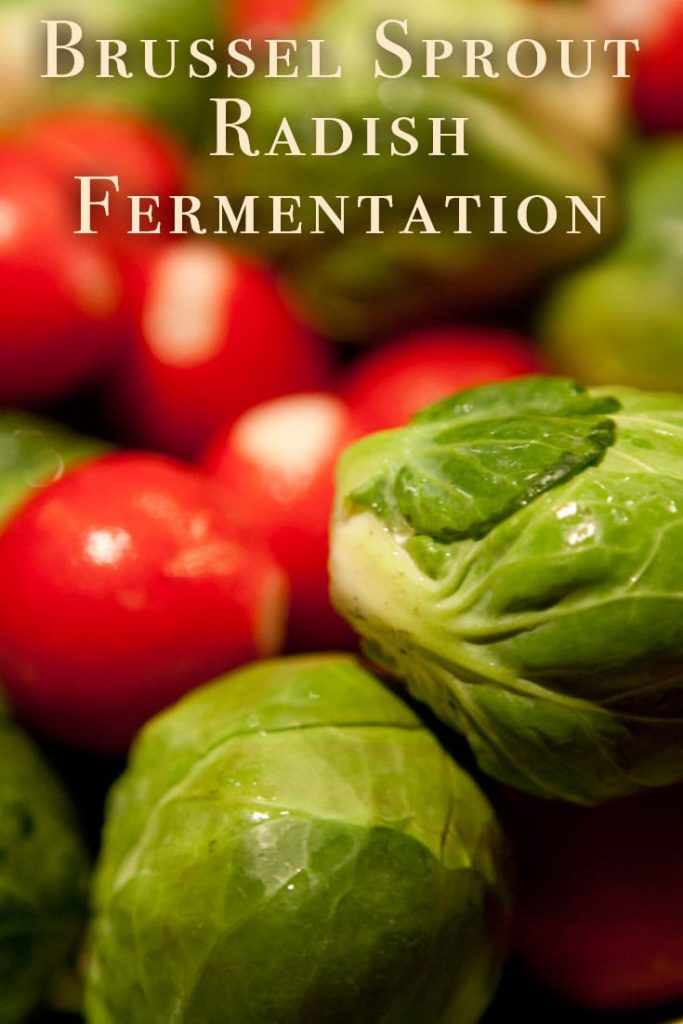 Brussel Sprout Radish Fermentation  Fermentation Recipe