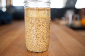 fermented mustard-1
